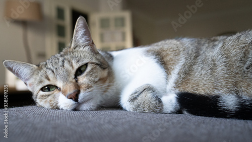 Fototapeta Naklejka Na Ścianę i Meble -  cat is living the best life at home sleepy
