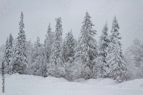 snow covered trees in winter