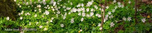 White anemones on the forest floor