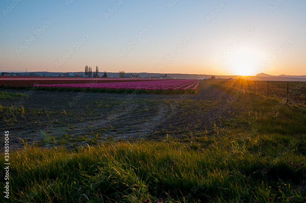 Spring tulip landscape at sunset rural landscape in spring.  Evening sky against the purple flower fields in stunning nature shot.  Taken in Skagit County Washington state.
