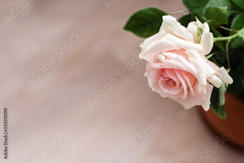 Beautiful pink Rose close up, background, view from above, copy space