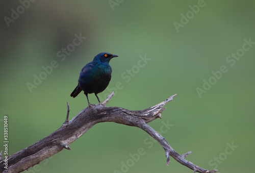 Cape glossy Starling (Lamprotornis nitens), on the trunk, Kgalagadi Transfrontier Park, South Africa.