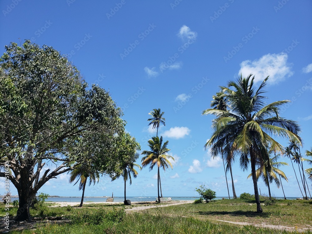 coqueiros, palmeira, natureza, caminho, praia, paraíso, férias coqueiros, palmeira, natureza, caminho, praia, paraíso, férias