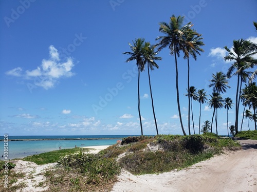 coqueiro, natureza, palmeiras, praia, água cristalina, férias, paraíso