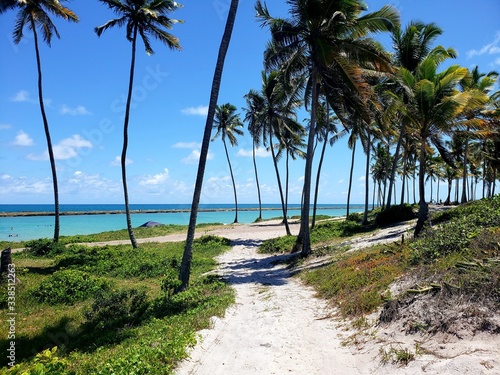 coqueiros  palmeira  natureza  caminho  praia  para  so  f  rias