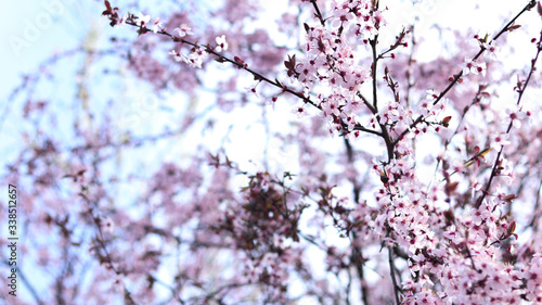 wonderful cherry blossom in spring