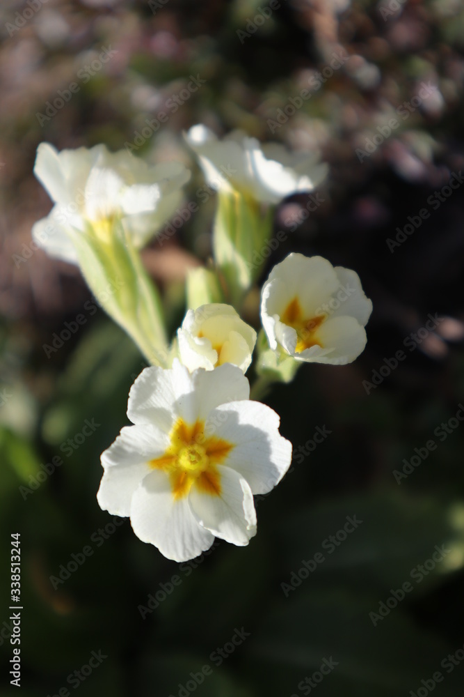 White primrose flowers (Primula vulgaris) in the garden White primrose flowers (Primula vulgaris) in the garden