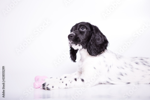 A cute little puppy isolated on white background