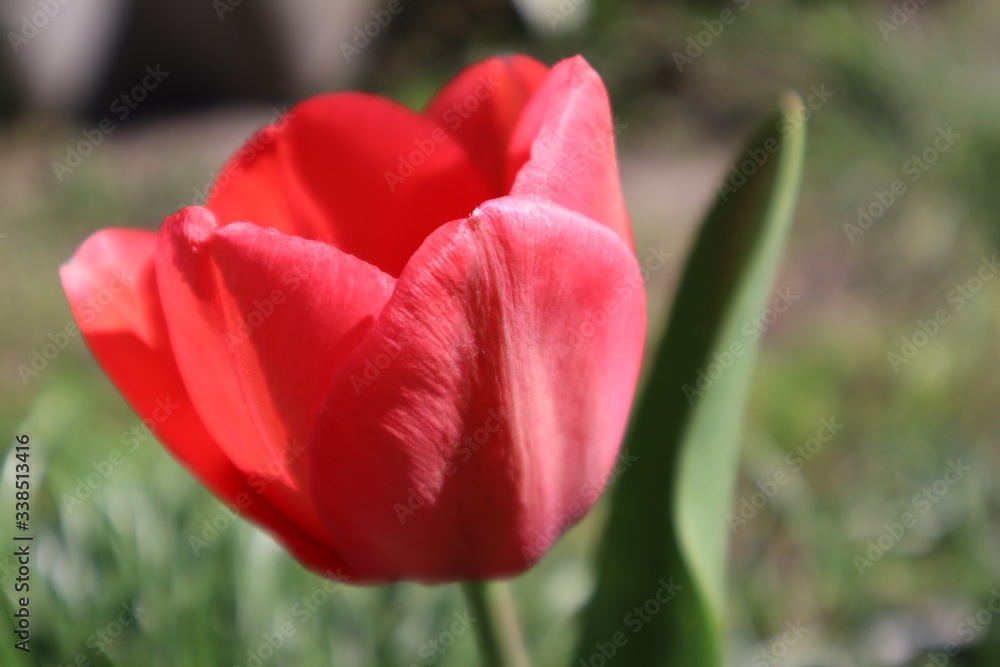 Red tulip flowers in the garden.
