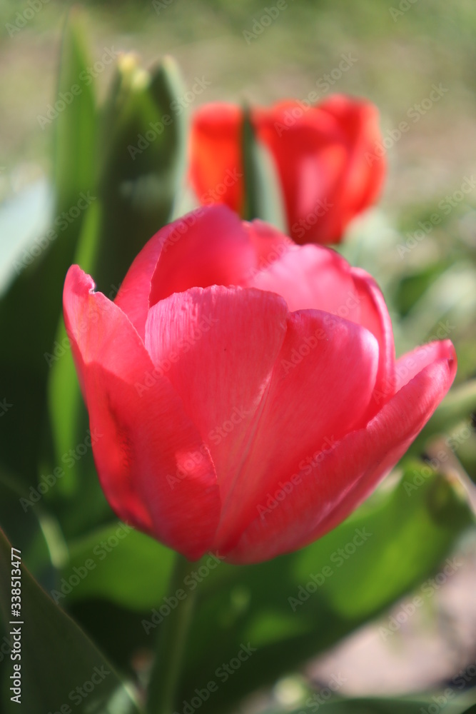 Red tulip flowers in the garden. Red tulip flowers in the garden.