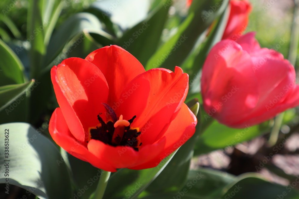 Fototapeta premium Red tulip flowers in the garden.