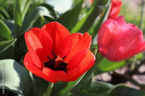 Red tulip flowers in the garden.