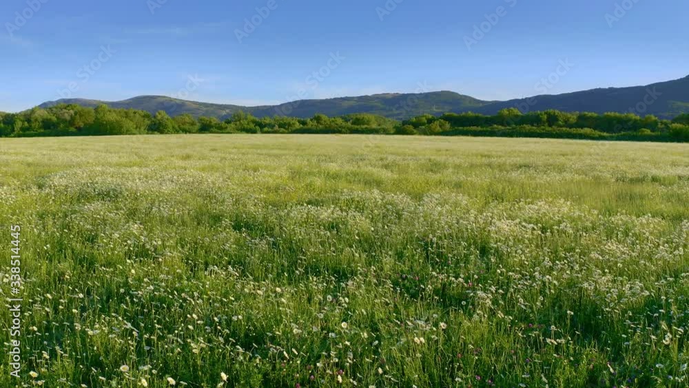 Meadow of spring camomile flowers in mountain. Beautiful aerial nature landscape. Meadow of spring camomile flowers in mountain. Beautiful aerial nature landscape.