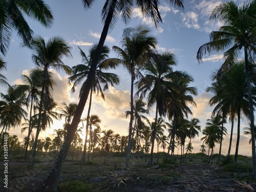 pôr do sol, coqueiros, natureza, palmeira, praia, paraíso, © Gilson Mekelburg