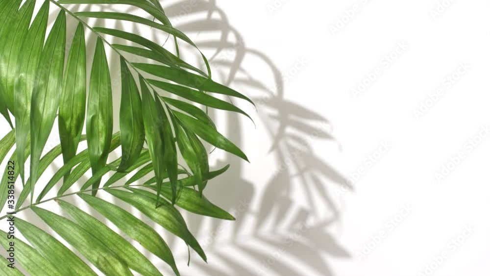 Closeup the motion of tropical palm leaves and shadow on white wall background with copy space. Closeup the motion of tropical palm leaves and shadow on white wall background with copy space.
