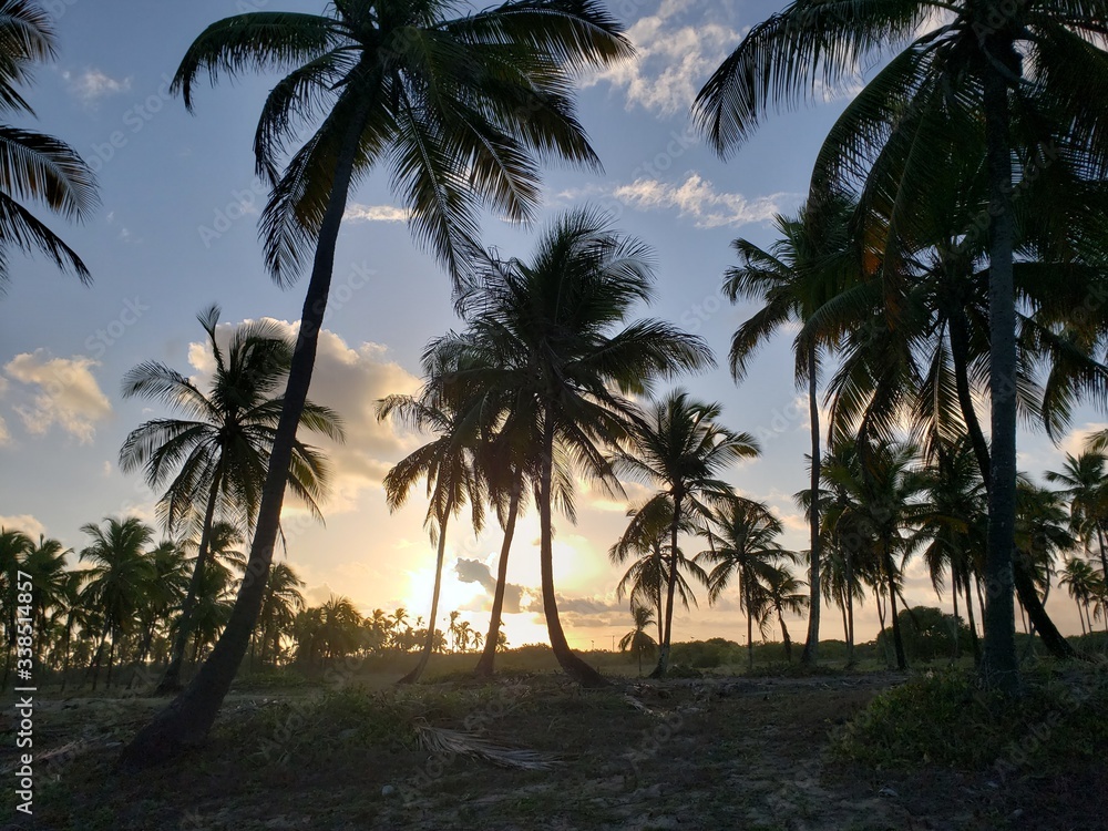 pôr do sol, coqueiros, natureza, palmeira, praia, paraíso,