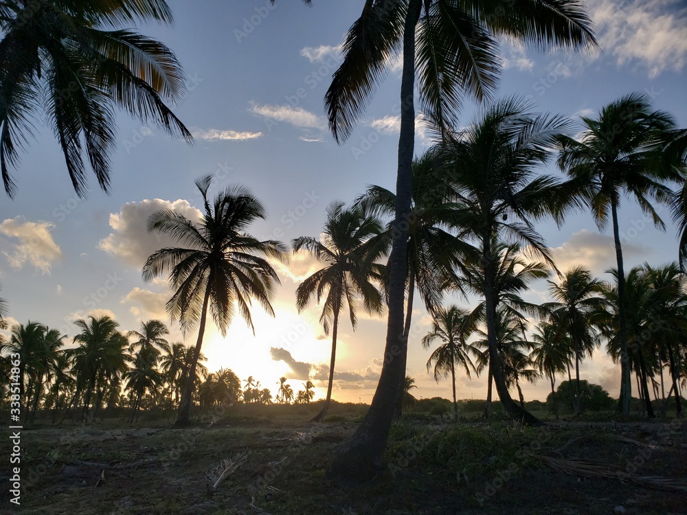 pôr do sol, coqueiros, natureza, palmeira, praia, paraíso,