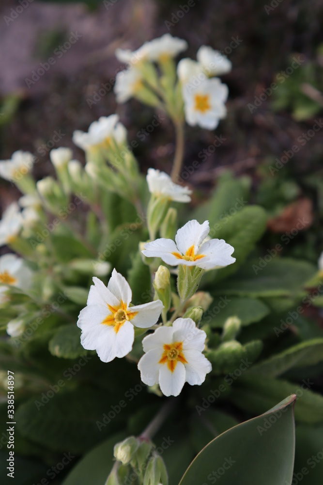 White primrose flowers (Primula vulgaris) in the garden