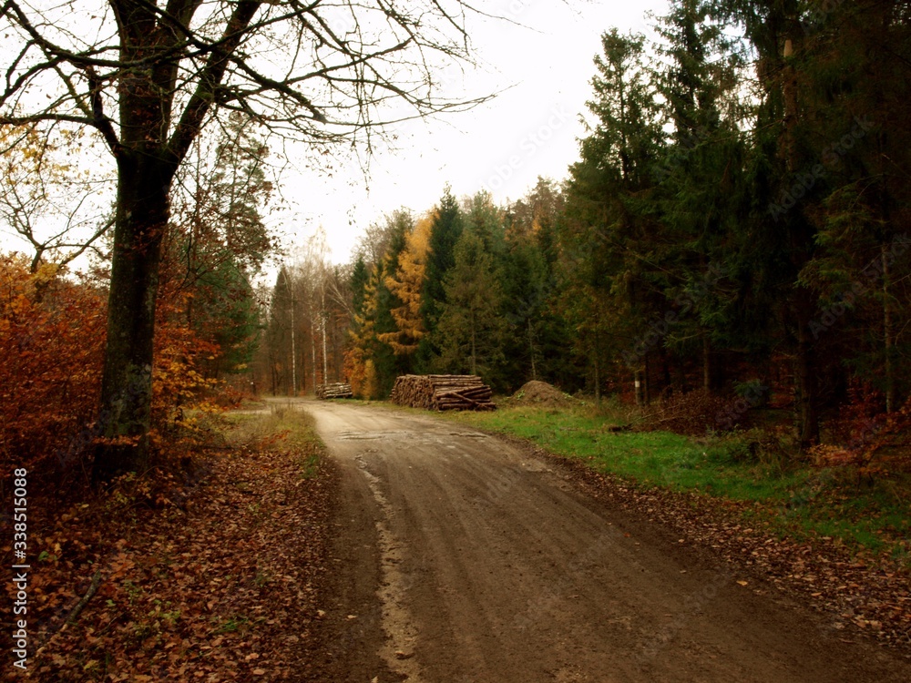 Obraz premium drzewo składowane w lesie