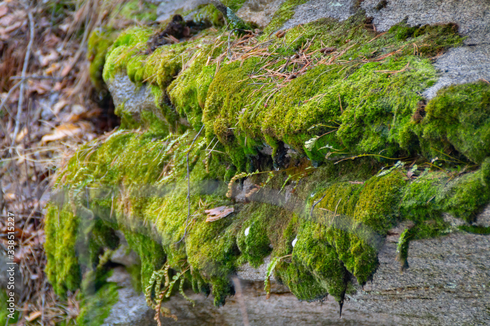moss on the rock moss on the rock