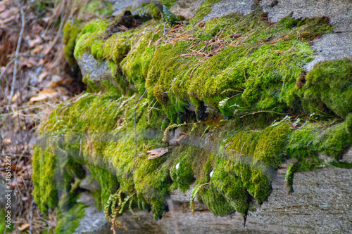 moss on the rock