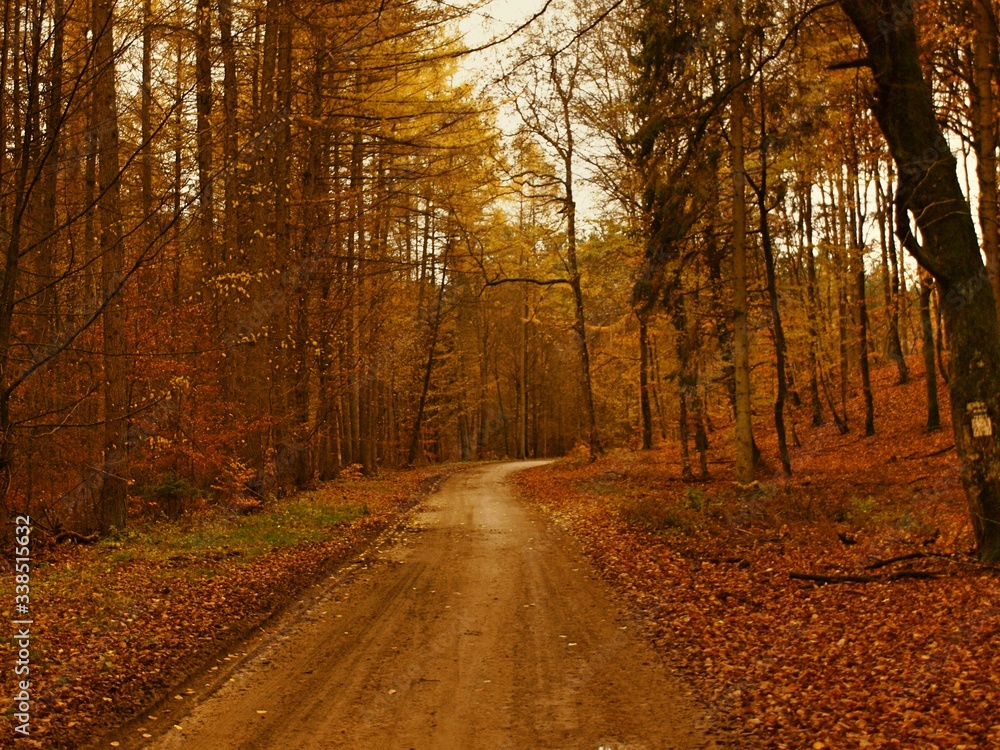 jesienna droga w lesie