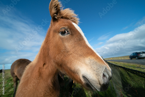 Horses graze on a green meadow in Iceland © luchschenF