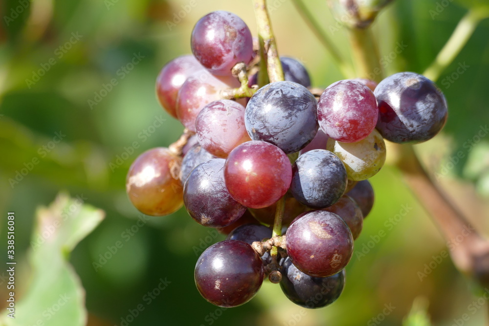 Hell und dunkel lila kleine Weintraube am Weinstock Hell und dunkel lila kleine Weintraube am Weinstock