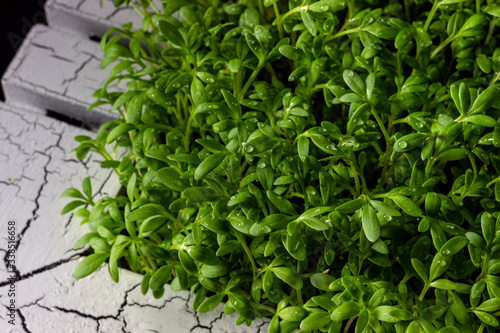 Young cress salad microgreen sprouts top view closeup. Lepidium sativum, edible herb.