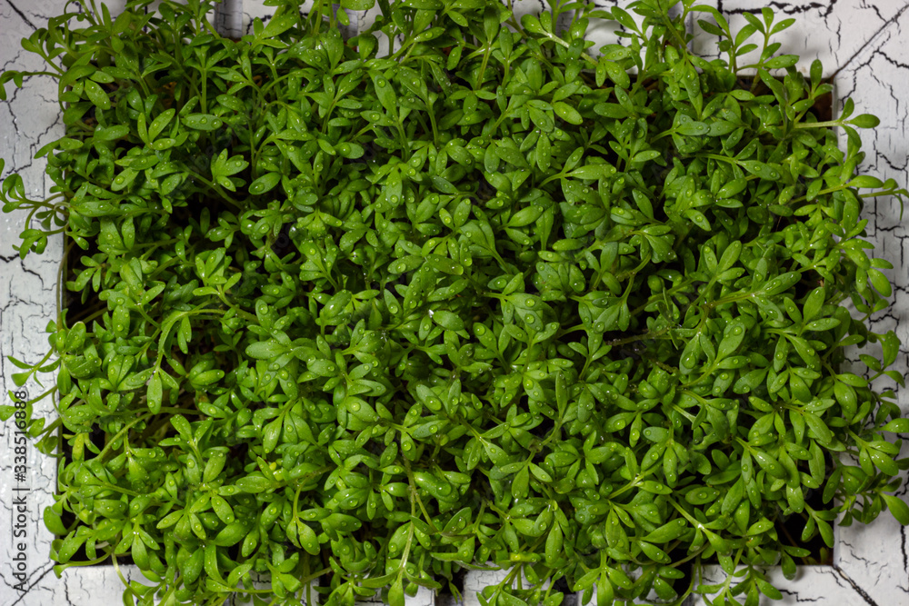 Obraz premium Young cress salad microgreen sprouts with water drops macro closeup. Lepidium sativum, edible herb.