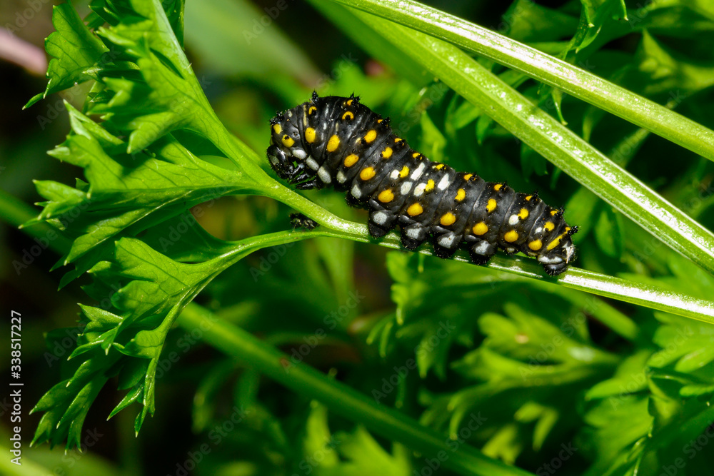 swallowtail butterfly caterpillar on parsley swallowtail butterfly caterpillar on parsley