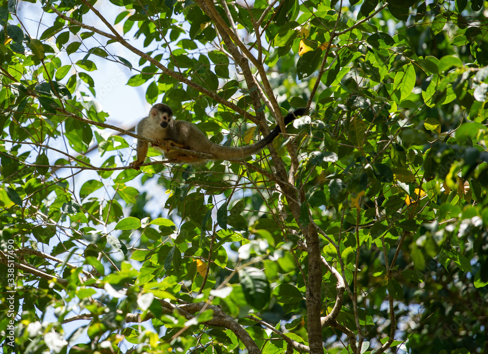 Obraz premium Squirrel monkey resting on tree branch