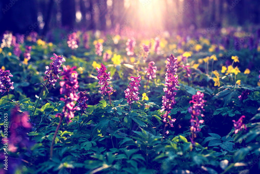 Mystical optimistic charming spring landscape with Corydalis flowers in the light of the rays at sunrise in a forest. Vintage style.