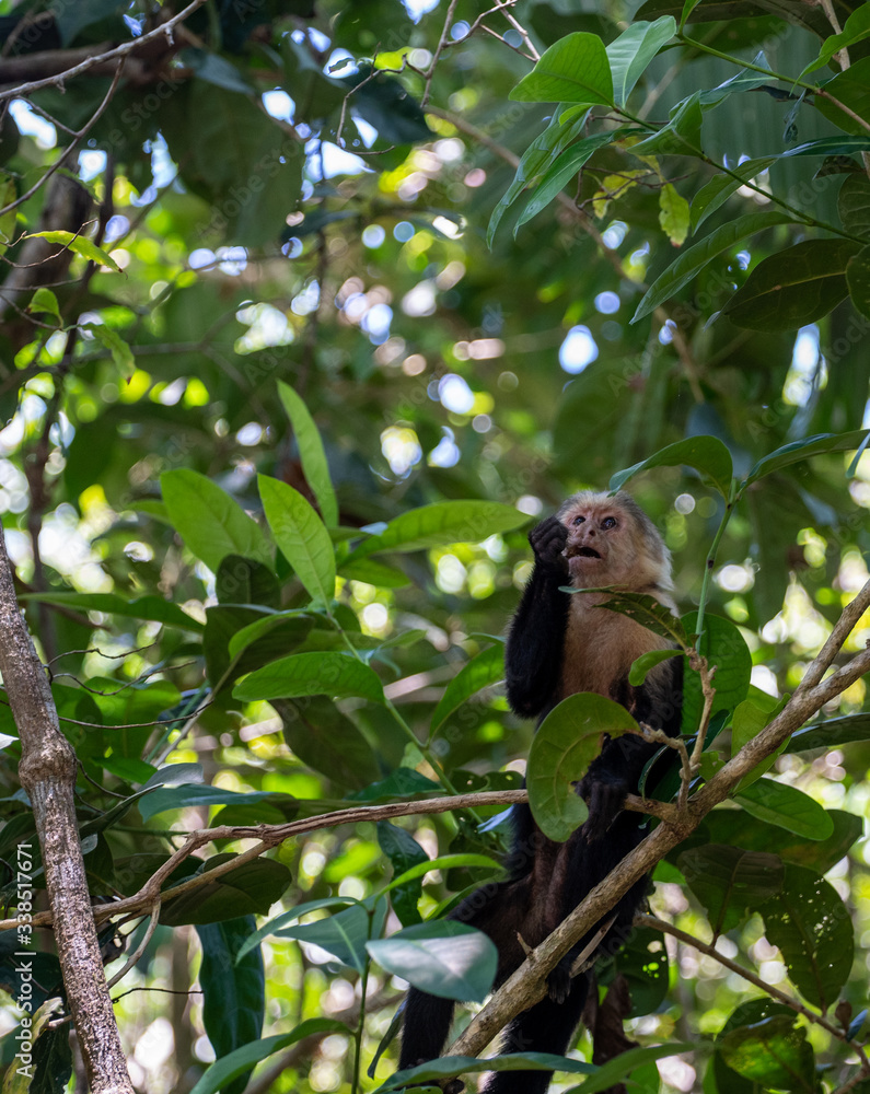 Capuchin monkey chewing on stick Capuchin monkey chewing on stick