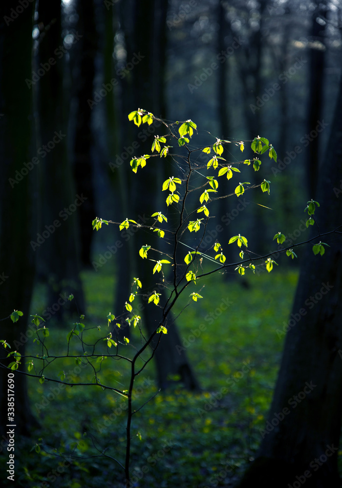 Mystical charming spring landscape with leaves of a young bush, backlit by the sunshine in a dark forest