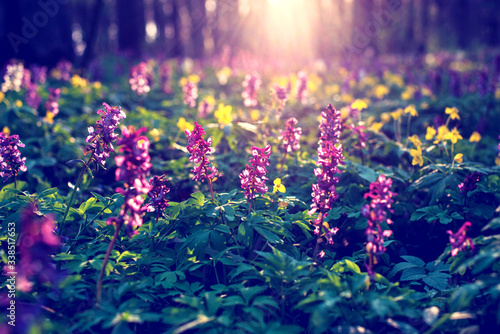 Obraz na płótnie Mystical optimistic charming spring landscape with Corydalis flowers in the light of the rays at sunrise in a forest. Vintage style. w salonie