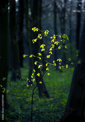Obraz na płótnie Mystical charming spring landscape with leaves of a young bush, backlit by the sunshine in a dark forest w salonie