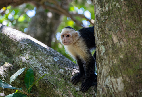Capuchin monkey gazing away, close up