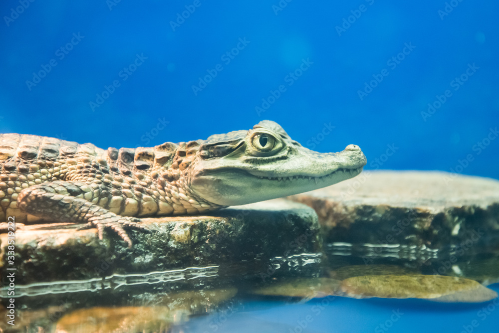Spectacled Caiman Caiman crocodilus . the Caiman is perched on a rock. Side view. Close-up portrait.
