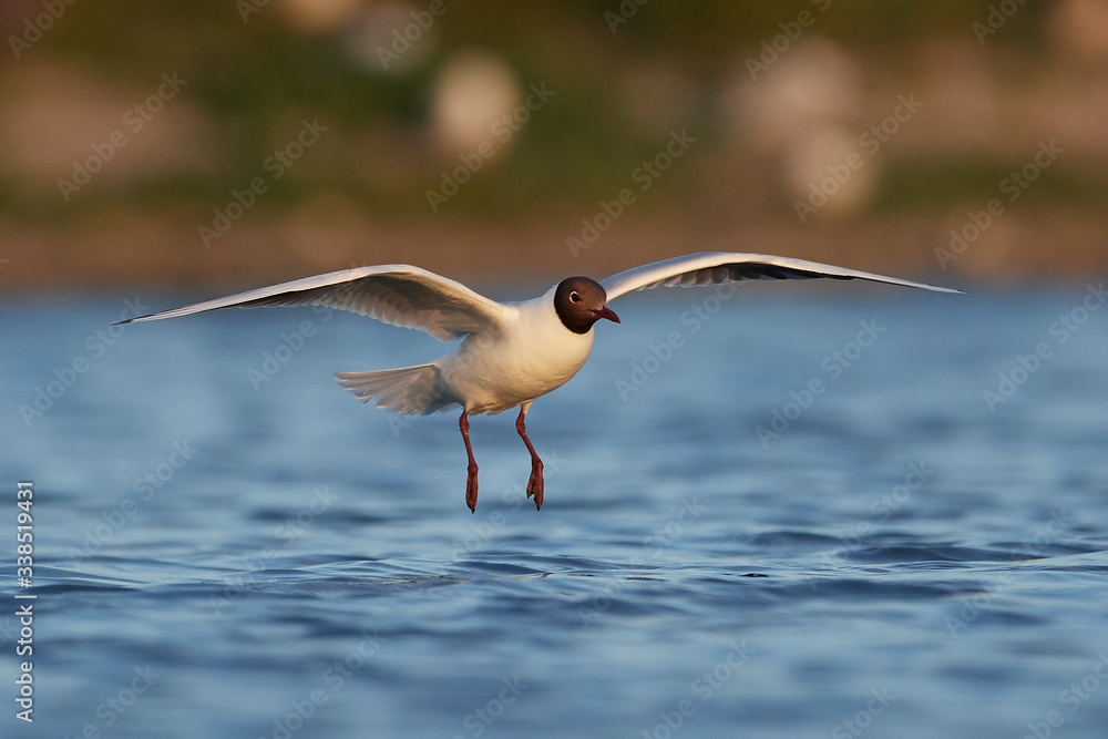 Obraz premium Black-headed gull (Chroicocephalus ridibundus)