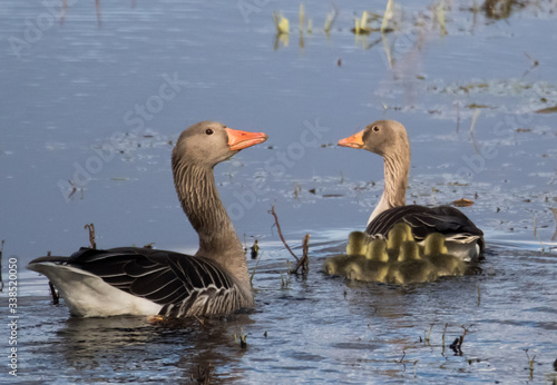 canada goose family