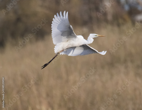 snowy egret in flight