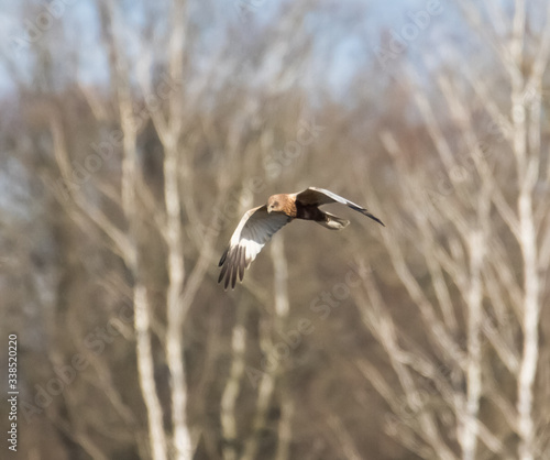 seagull in flight © Mariusz