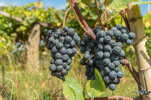 Close up of berries and leaves of grape-vine. Single bunch of ripe red wine grapes hanging on a vine on green leaves background. Plantation of grape-bearing vines, grown for wine making, vinification.