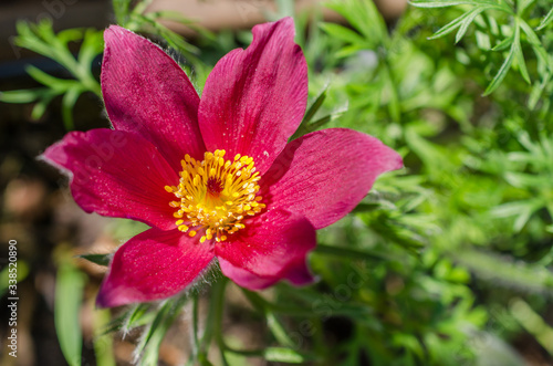 Close up shot of purple blooming pasqueflower  pulsatilla vulgaris . Beautiful petal of flower on a sunny day in spring.