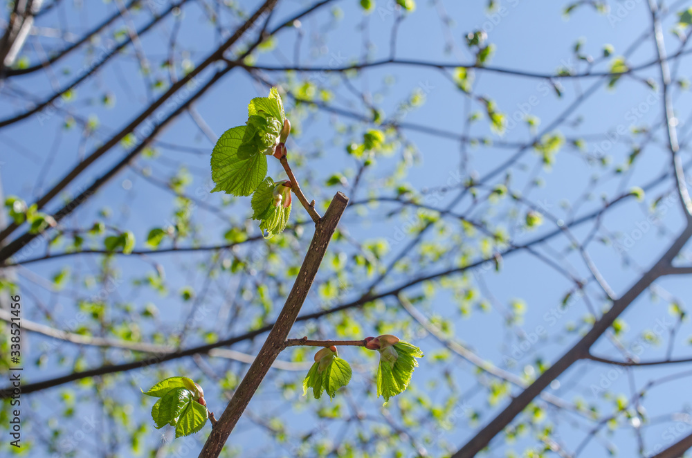 Close up shot of leaf emerging from bud on tree in spring with shallow depth of field. Concept of growth in nature. Close up shot of leaf emerging from bud on tree in spring with shallow depth of field. Concept of growth in nature.