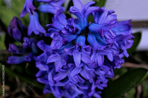 Purple Up Close Hyacinth Flower