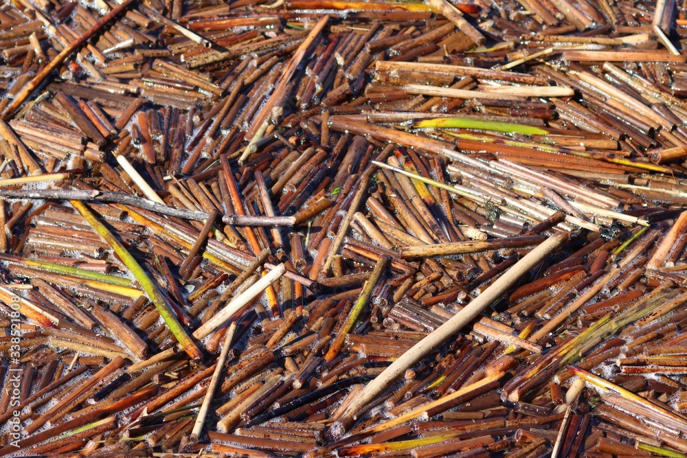 Dry pieces of cattail (Scirpus) on the water. Selective focus Dry pieces of cattail (Scirpus) on the water. Selective focus