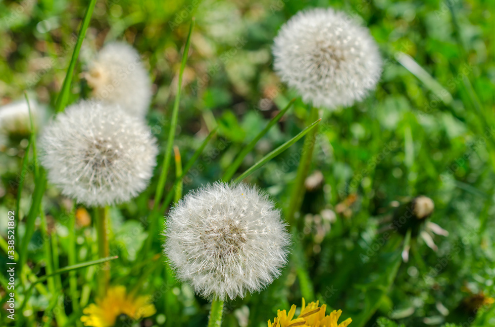 Close up shot of fluffy blowball of dandelion flower on green meadow. Light seeds on flower ready to fly away. Close up shot of fluffy blowball of dandelion flower on green meadow. Light seeds on flower ready to fly away.