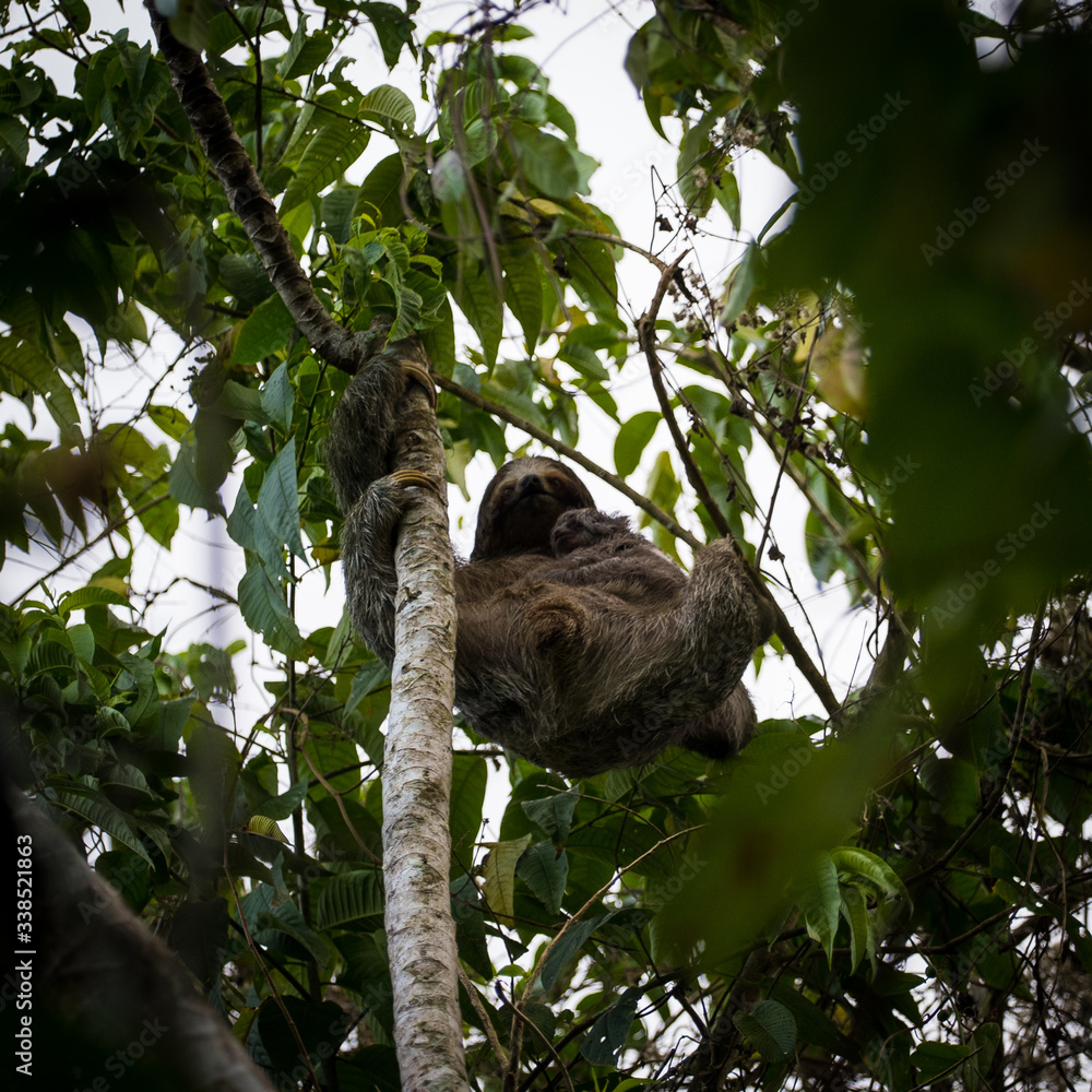 Fototapeta premium Sloth and baby sloth, hanging in tree, from below